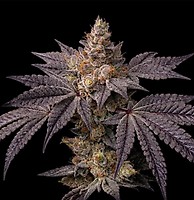 Toad Candy R1 Feminizowane Nasiona