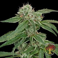 Crockett's Confidential Regular Seeds - 12