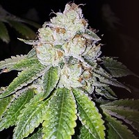 Lemon Tart Feminised Seeds - 6