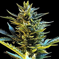Bride Cake Auto Feminised Seeds - 5