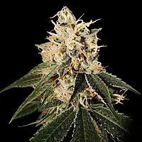Sour Juice Regular Seeds (Crockett Family Farms) - 12