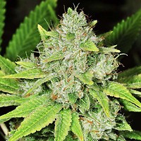 Original Glue Feminised Seeds - 5