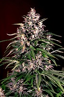 Dosi Auto Feminised Seeds - 5