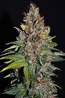 Tropical Punch Feminised Seeds - 5