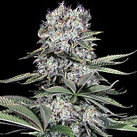 Runtz 13 Feminised Seeds - 5