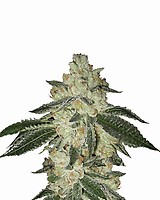 Aurora Indica Auto Feminised Seeds - 5