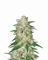 Gelato Auto Feminised Seeds - 5