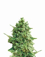 Hawaii Maui Waui Auto Feminised Seeds - 5