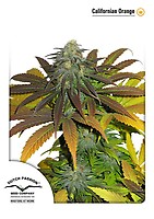 Californian Orange Feminised Seeds
