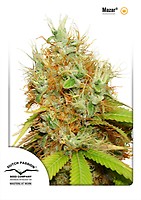 Mazar Feminised Seeds