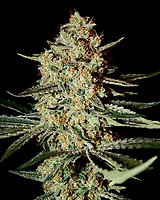 Himalayan Gold Feminised Seeds