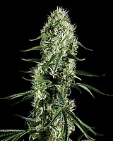 Super Silver Haze Feminised Seeds