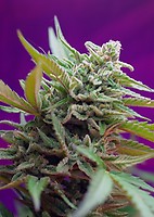 Black Jack Auto Feminised Seeds