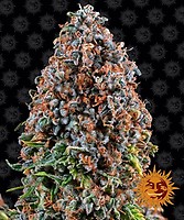Critical Kush Feminised Seeds