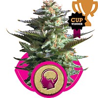 Amnesia Haze Feminised Seeds