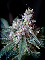 Cream Caramel Feminised Seeds