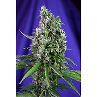 Sweet Trainwreck Auto Feminised Seeds