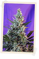 Sweet Skunk F1 Fast Feminised Seeds