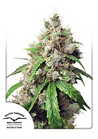 Euforia Auto Feminised Seeds