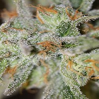 Jack Straw Regular Seeds