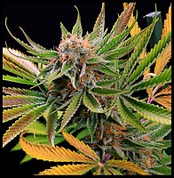 Mothertongue Regular Seeds