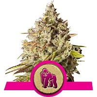 Royal Gorilla Feminised Seeds