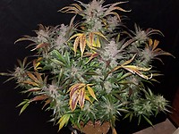Cream Cookies Auto Feminised Seeds