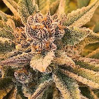 True Love Regular Seeds