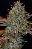 Dawggone Sour Regular Seeds