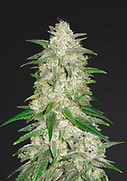 Gelato Auto Feminised Seeds