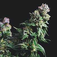 Purple Urkle Feminised Seeds
