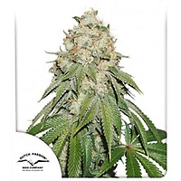 Banana Blaze Feminised Seeds