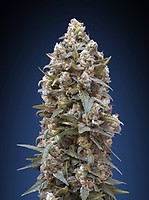 00 Kush Feminised Seeds