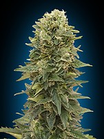 Afghan Mass Auto Feminised Seeds