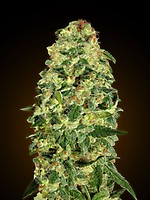 California Kush Auto Feminised Seeds