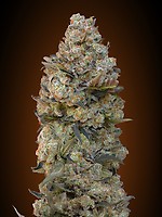 Chocolate Skunk Feminised Seeds