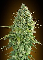 Do-Si-Dos Cookies Auto Feminised Seeds