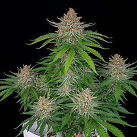Strawberry Pie Auto Feminised Seeds