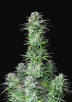 Kosher Cake Auto Feminised Seeds