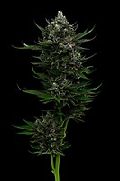 All Gas OG Feminised Seeds