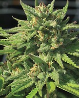 Bigfoot Glue Feminised Seeds