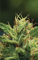 Humboldt Sour Diesel Feminised Seeds