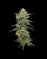Hella Jelly Feminised Seeds