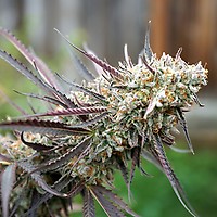 Ice Cream Cake Fast Feminised Seeds