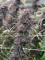 Pai-Gow Fast Feminised Seeds