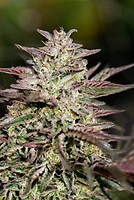 Ice Cream Cake Fast Feminised Seeds