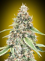 Lemon OG Auto Feminised Seeds