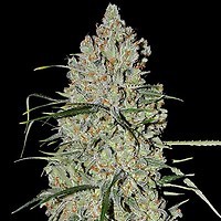 Pineapple Express #2 Auto Feminised Seeds - 5