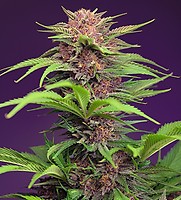 Red Mimosa XL Auto Feminised Seeds