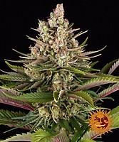 Sour Strawberry Feminised Seeds